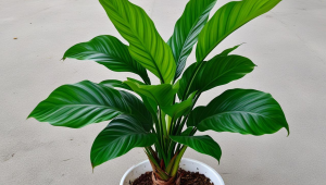 玻璃茶叶杯不易碎吗